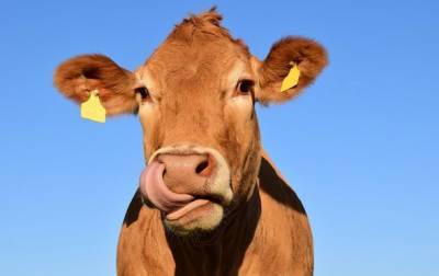 Количество метана в атмосфере зависит от рациона коров – ученые - mur.tv