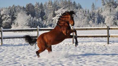 Лошадь на конюшне под Иваново тяжело травмировала 11-летнюю девочку - mur.tv - Иваново