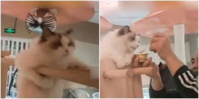 Толстенький котик занимается на брусьях - mur.tv