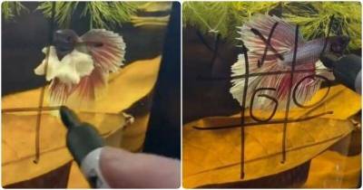 Видео из TikTok: девушка играет в крестики-нолики с аквариумной рыбкой - mur.tv