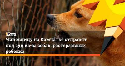 Чиновницу наКамчатке отправят под суд из-за собак, растерзавших ребенка - mur.tv - Петропавловск