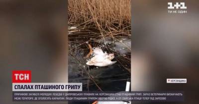 В Херсонской области зафиксировали птичий грипп: умерли лебеди - mur.tv - Херсонская обл.