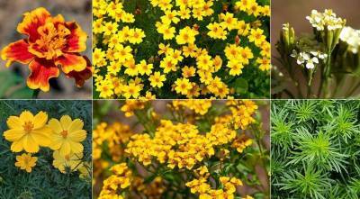 8 видов бархатцев для посадки в цветник: популярные и редкие, красивые и вкусные - sadogorod.club