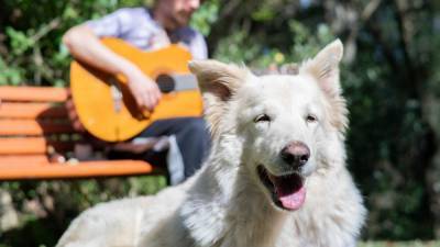 Вредит ли громкая музыка слуху собак? - mur.tv