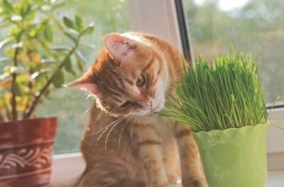 Хороша ли кошачья травка для кошек? - mur.tv