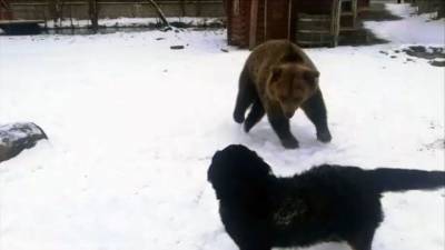 Вести. В контактном зоопарке Ленобласти медведица подружилась с собаками - mur.tv - Ленобласть обл.