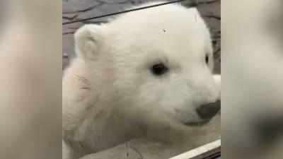 Белый медвежонок в Ростовском зоопарке впервые вышел на прогулку с мамой. - mur.tv