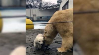 Ростовский зоопарк показал первую прогулку медвежонка со своей мамой - mur.tv - Россия