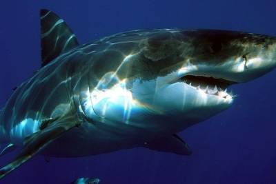 Близ Новой Зеландии обнаружили огромную светящуюся акулу - mur.tv - Новая Зеландия