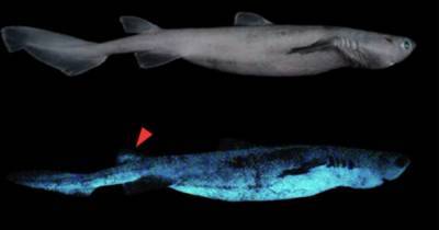 Ученые обнаружили самую большую светящуюся акулу в мире - mur.tv - Бельгия - Новая Зеландия - county Frontier