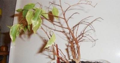 5 капризных комнатных растений, приобретение которых как деньги на ветер - lifehelper.one