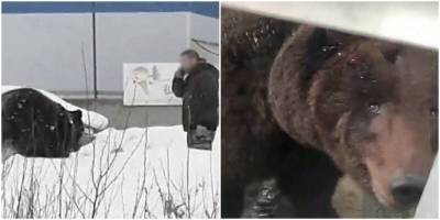 Для медведицы из Нижневартовска найдут новых хозяев - mur.tv - Нижневартовск