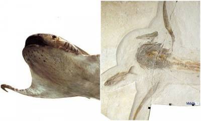 В Мексике обнаружили древнюю крылатую акулу - porosenka.net - Франция - Германия - Мексика