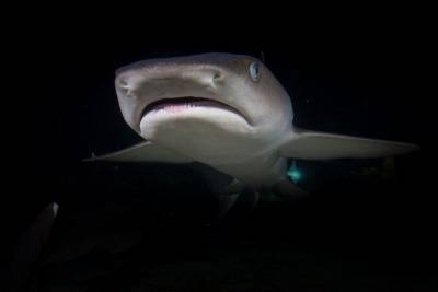 Science: В Мексике обнаружили останки древней крылатой акулы - mur.tv - Мексика