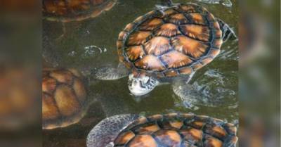 Убийственный деликатес: мясо черепахи погубило 19 человек, в том числе девять детей - mur.tv - Мадагаскар