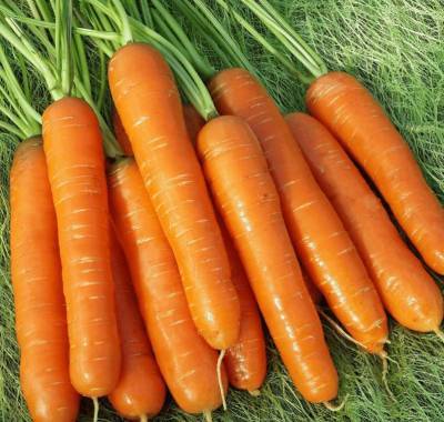 Сорт моркови Нантская 4: описание, фото и отзывы - sadogorod.club