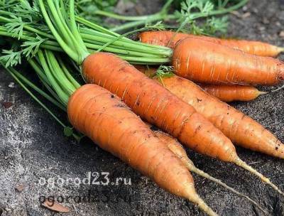 Посадка моркови весной в открытый грунт: сроки, уход, вредители - sadogorod.club
