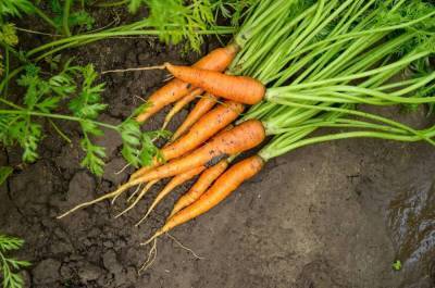 Как вырастить морковь на суглинке – 4 шага до хорошего урожая - sadogorod.club - Канада