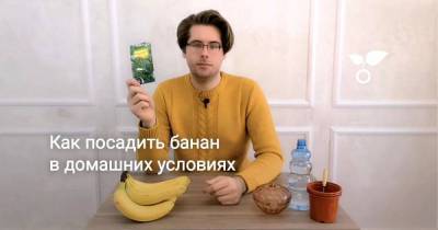 Как посадить банан в домашних условиях - sadogorod.club