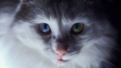Анастасий Калинин - Россиянам рассказали о болезнях, переносчиками которых являются кошки - mur.tv