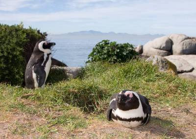 Как живет африканский пингвин? - lifehelper.one - Австралия - Новая Зеландия - Юар - Антарктида - Намибия