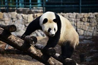 Большая панда напала на сотрудника бельгийского зоопарка - mur.tv