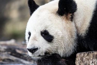 Панда напала на сотрудника зоопарка в Бельгии - mur.tv - Бельгия - Брюссель