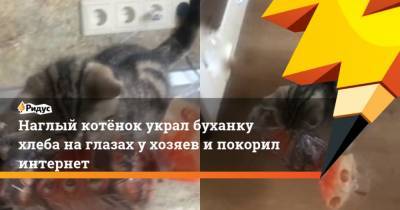 Наглый котёнок украл буханку хлеба на глазах у хозяев и покорил интернет - mur.tv