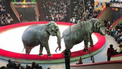 Видео: Повалившийся на трибуны слон вызвал панику зрителей в казанском цирке - mur.tv - Казань