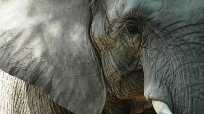 В Татарстане произошла драка слонов во время представления в цирке - mur.tv - Казань - республика Татарстан - Приморье край