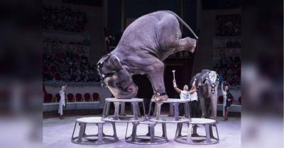 В РФ слон упал за арену во время шоу и вызвал панику в цирке - mur.tv - Россия - Казань