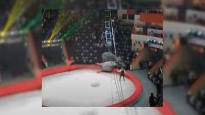 Андрей Дементьев-Корнилов - Дрессировщик объяснил, почему слоны устроили драку в Казанском цирке - mur.tv - Россия