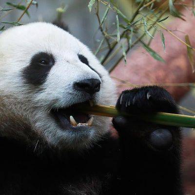Панда напала на сотрудника в бельгийском зоопарке - mur.tv - Брюссель