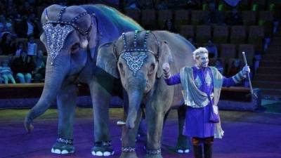 Пользователи потребовали запретить шоу с животными после битвы слонов в цирке - mur.tv