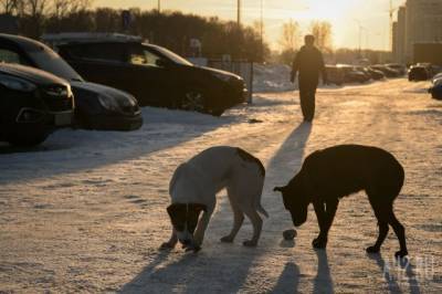 Мэр кузбасского города рассказал, каких собак вернут на улицы после отлова - mur.tv - Кемерово