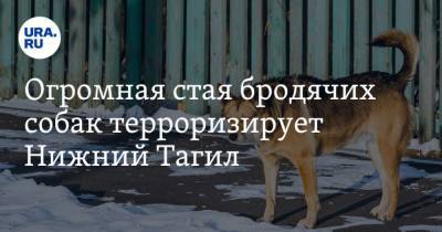 Огромная стая бродячих собак терроризирует Нижний Тагил - mur.tv - Свердловская обл.