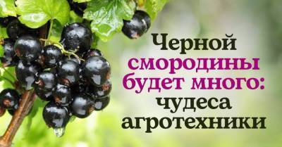 Ленивый агротехник рассказал, как вырастить черную смородину размером с виноградину - lifehelper.one