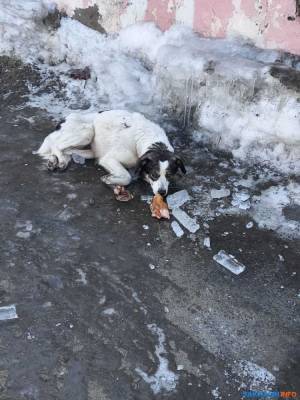 Холмские волонтеры спасли собаку, по которой кто-то стрелял дробью - mur.tv