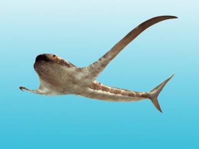 Размах плавников древней акулы превышал длину ее тела - mur.tv - Мексика