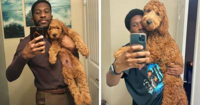 Хозяева собак поделились фото своих любимцев в разном возрасте и показали, в каких гигантов выросли их малыши - mur.tv