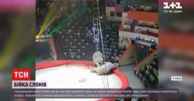 Зрители испуганно отбегали: в российском цирке подрались слоны (видео) - mur.tv - Россия - Москва