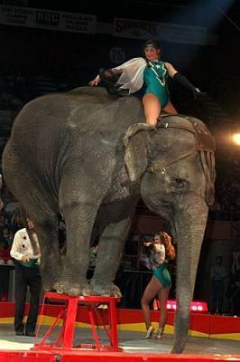 В Казани СКР начал проверку драки двух слонов во время представления в цирке - mur.tv - Россия - Казань - республика Татарстан