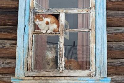 Умирающих от голода кошек и собаку нашли в деревенском доме в Тверской области - mur.tv - Тверская обл.