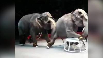 Драка в Казанском цирке: слоны нападают друг на друга уже не впервые - mur.tv - Казань