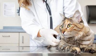 Ветеринары связали британский штамм ковида с сердечными болезнями у кошек и собак - mur.tv - Англия