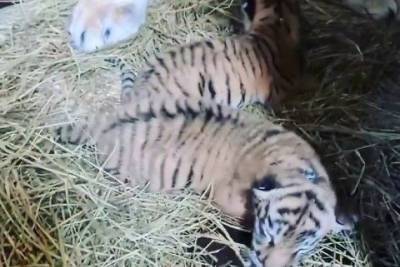 Тигрица из застрявшего в Чите цирка родила двоих котят - mur.tv - Чита