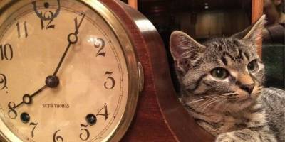 Как объяснить феноменальное чувство времени у кошек? - mur.tv