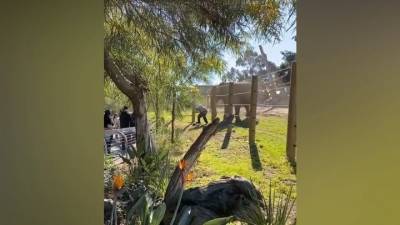 ЧП. Отец уронил маленькую дочку, убегая от разъяренного слона в зоопарке - mur.tv - Сан-Диего