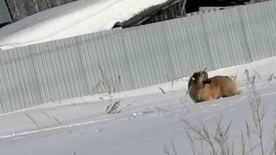 В Татарстане спасли собаку, бродившую со стрелой в шее - mur.tv - Казань - республика Татарстан