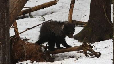 В Центре спасения медвежат рассказали, смогла ли медведица Пужа из Коми пережить сильные морозы - mur.tv - Тверь - республика Коми
